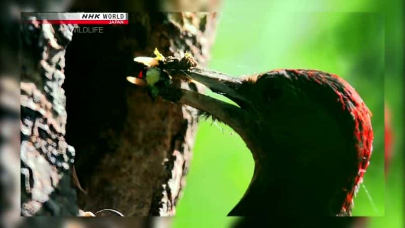 ¼Ƭһгľ Carving a Niche: Okinawa WoodpeckerĻ/Ļ