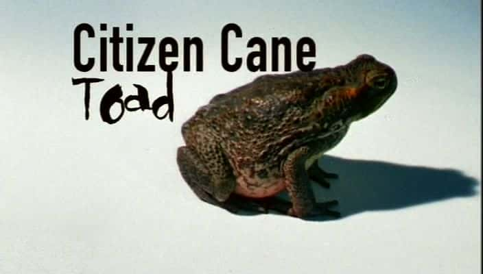 ¼Ƭ Citizen Cane ToadĻ/Ļ