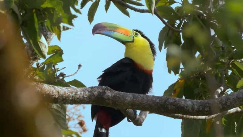 纪录片《哥斯达黎加：彩虹下的野生动物 Costa Rica: Wildlife under the Rainbow》[无字][BT][720P]资源下载