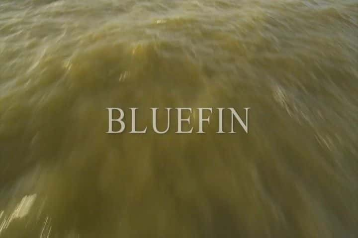 ¼Ƭǹ BluefinĻ/Ļ