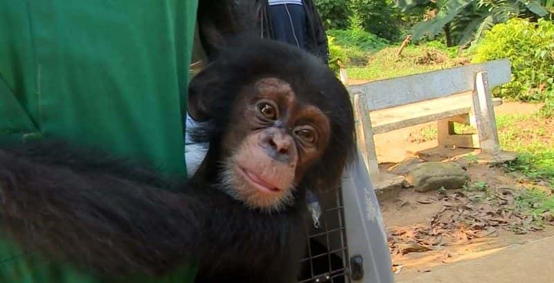 ¼Ƭ˽ The Chimp Smugglersȫ1-Ļ/Ļ