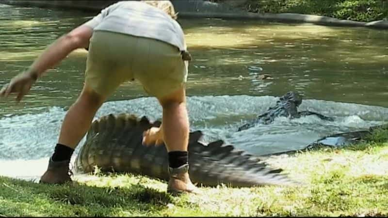 ¼Ƭ - ʷٷŷľѡ Crocodile Hunter - The Best of Steve Irwin1080P-Ļ/Ļ