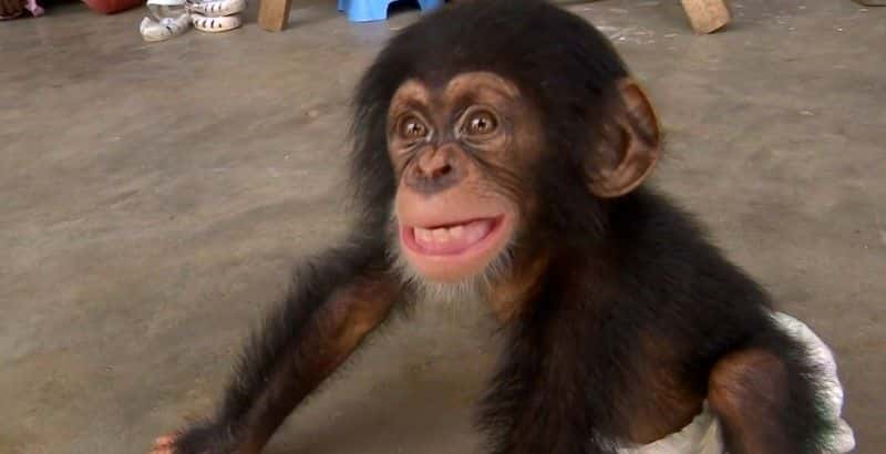 ¼Ƭ˽ The Chimp Smugglersȫ1-Ļ/Ļ