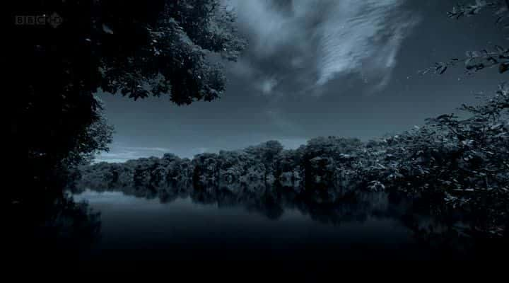 ¼ƬڰȻҹ The Dark: Natures Nighttime WorldĻ/Ļ