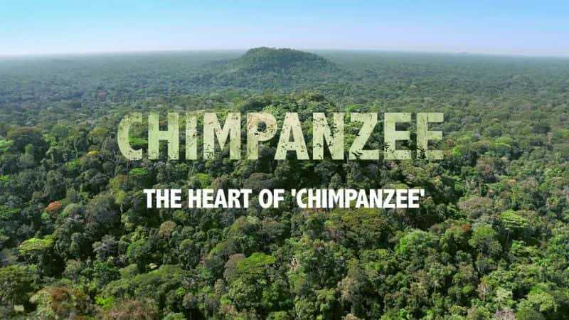 ¼Ƭ ChimpanzeeĻ/Ļ