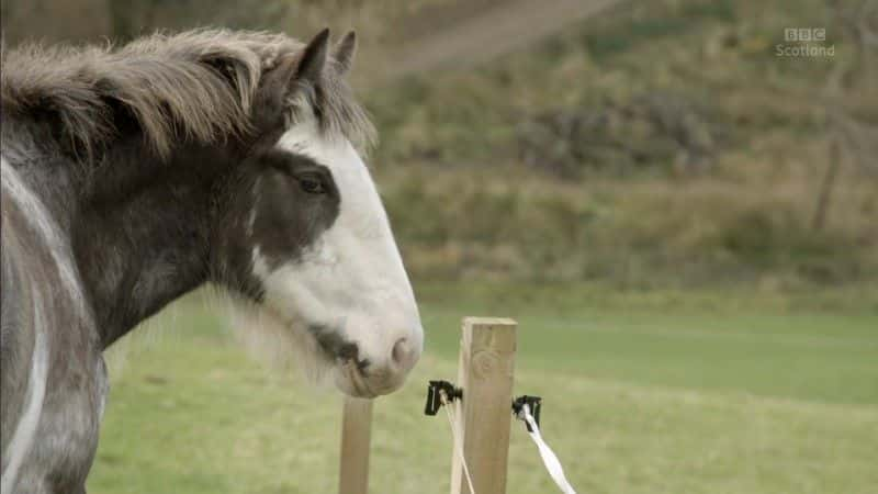 ¼Ƭȴΰ Clydesdale: Saving the Greatest Horse1080Pȫ1-Ļ/Ļ