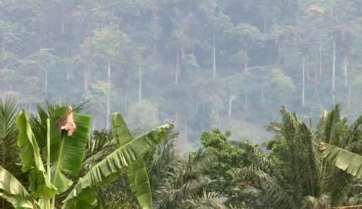 ¼Ƭչĺ Congo - The Children Who Came Back from the Deadȫ1-Ļ/Ļ