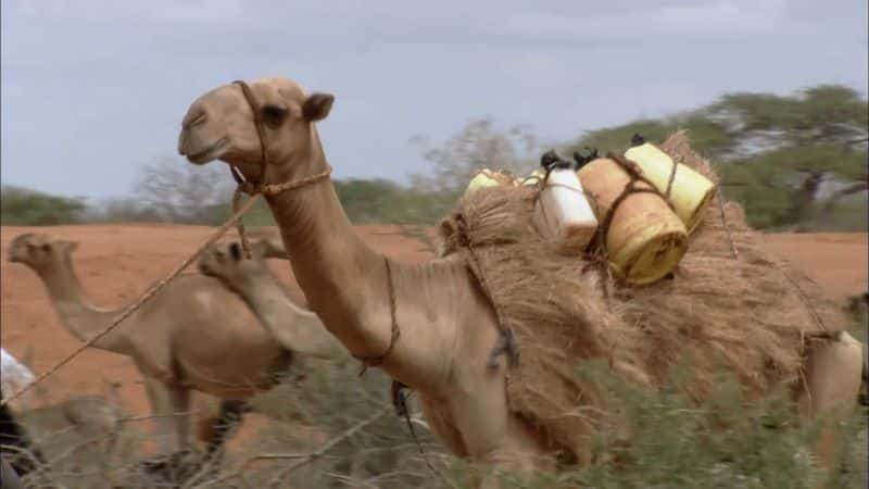 ¼Ƭ鼮񳵣ǵƶͼ Caravan of the Books: Kenya's Mobile Camel Library1080P-Ļ/Ļ