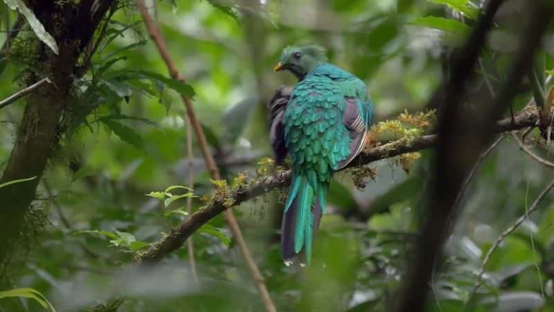 ¼Ƭ˹ӣʺµҰ Costa Rica: Wildlife under the Rainbow1080P-Ļ/Ļ