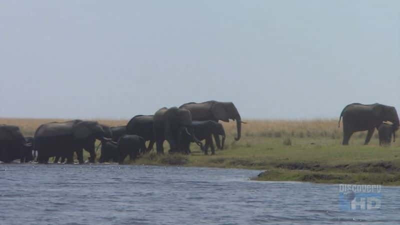 ¼Ƭɣ̽· Botswana: Exploring the Elephant HighwayĻ/Ļ