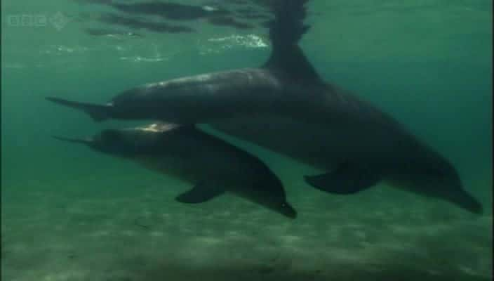 ¼Ƭĺ The Dolphins of Shark Bay720Pȫ1-Ļ/Ļ