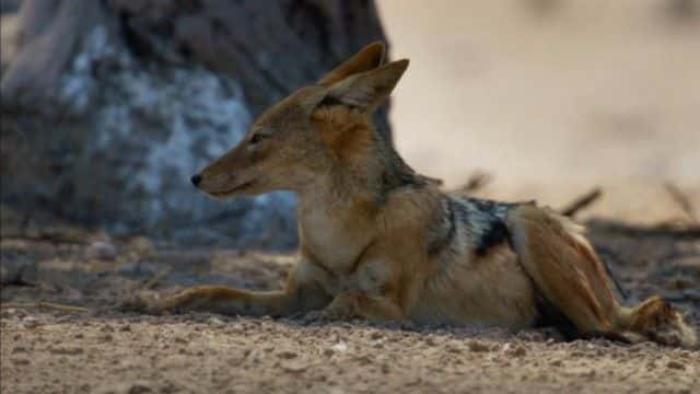 纪录片《野外的狗：认识家人 Dogs in the Wild: Meet the Family》[无字][BT][720P]资源下载