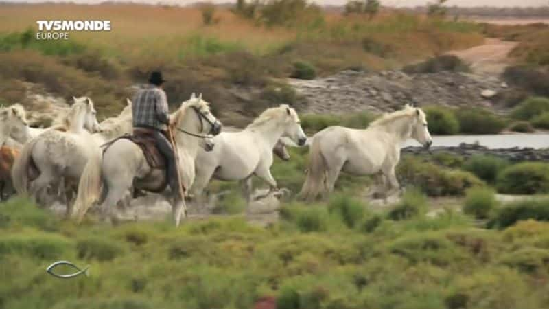 ¼ƬEn Toute Liberte La Camargue: En Toute Liberteȫ1-Ļ/Ļ