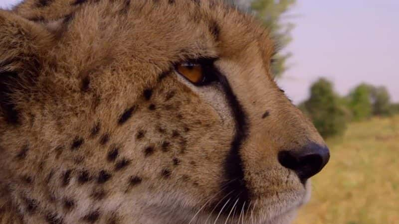 ¼ƬԱٳɳ (BBC 1080p) Cheetahs: Growing Up Fast (BBC 1080p)1080Pȫ1-Ļ/Ļ