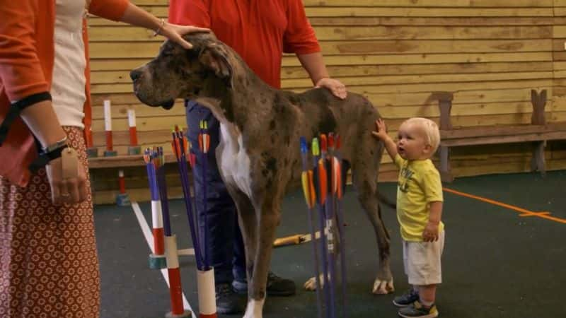 ¼ƬĹ Biggest Dog in the WorldĻ/Ļ