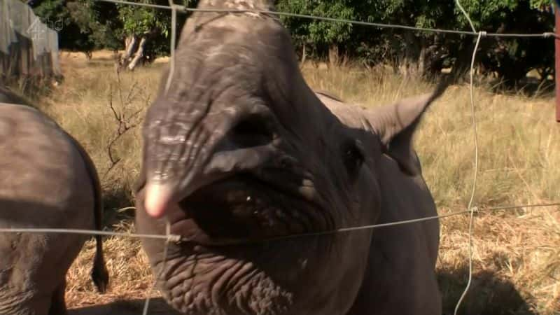 ¼ƬͣϬţ The Black Mambas: Saving the RhinoĻ/Ļ