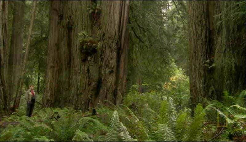 ¼ƬʵǺɼ Climbing Redwood GiantsĻ/Ļ