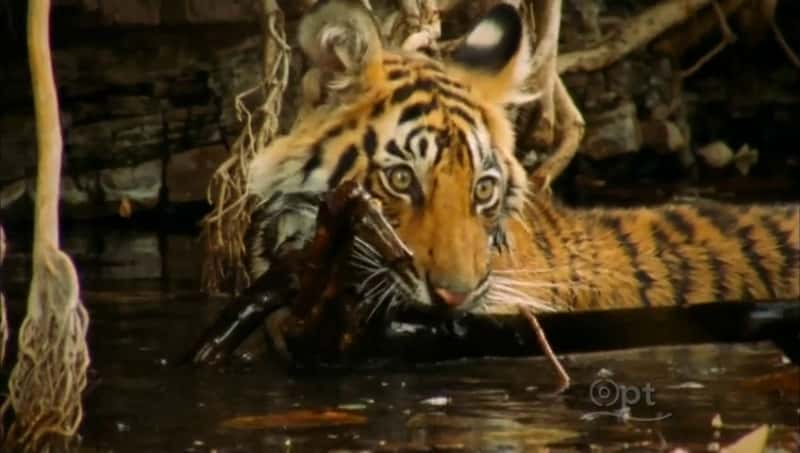 ¼Ƭβϻó Broken Tail: A Tiger's Last JourneyĻ/Ļ