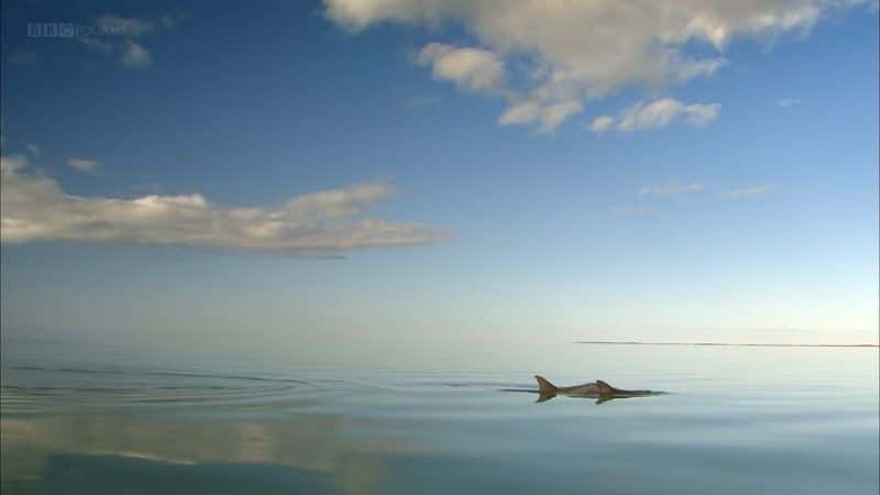 ¼Ƭĺ (BBC 1080p) The Dolphins of Shark Bay (BBC 1080p)1080Pȫ1-Ļ/Ļ