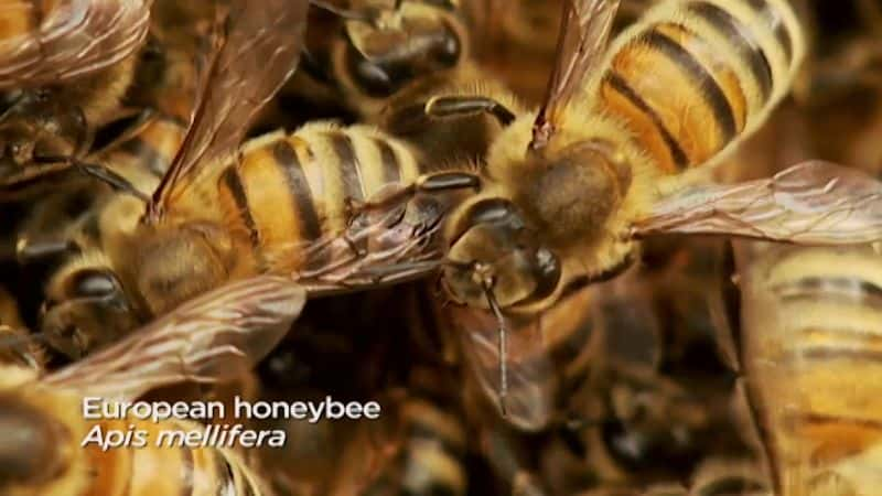 ¼Ƭ߻ϵ1۷ Catalyst Series 1: Honey Bees1080P-Ļ/Ļ