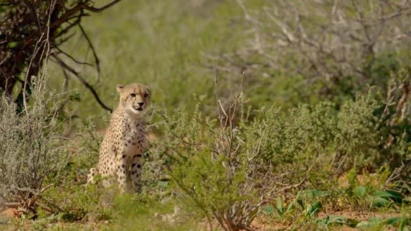 ¼ƬҺԱ Cheetah Family and Me1080Pȫ1-Ļ/Ļ