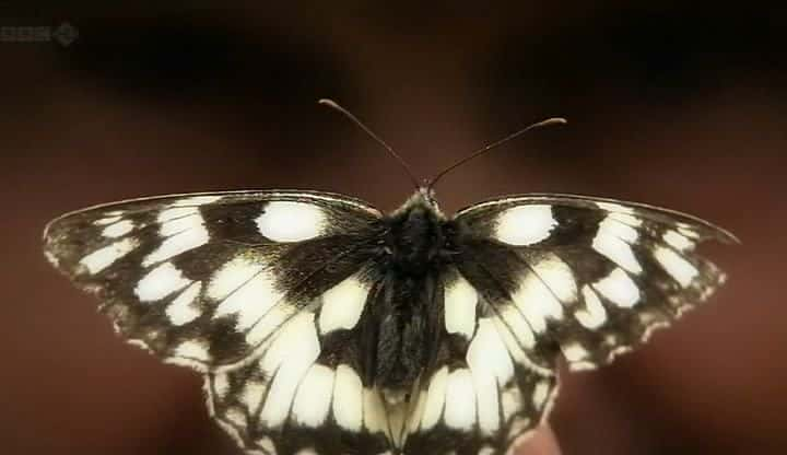 ¼ƬӢ˵ĳ Butterflies: A Very British Obsessionȫ1-Ļ/Ļ