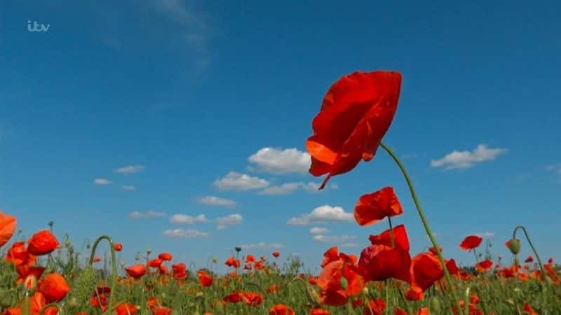 ¼ƬӢڻһս Britain's Poppies: The First World War Rememberedȫ1-Ļ/Ļ