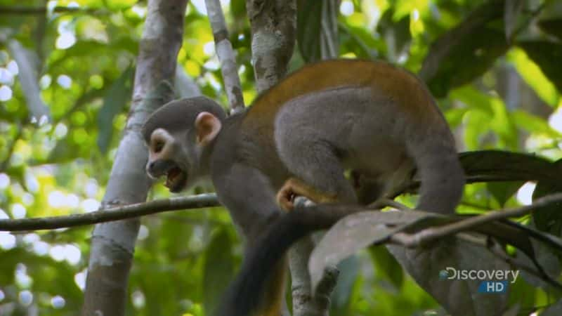 纪录片《巴西：拯救狨猴 Brazil: Saving the Tamarin》[无字] [BT][DVD画质]资源下载