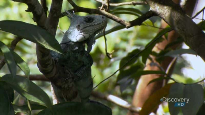 纪录片《巴西：拯救狨猴 Brazil: Saving the Tamarin》[无字] [BT][DVD画质]资源下载