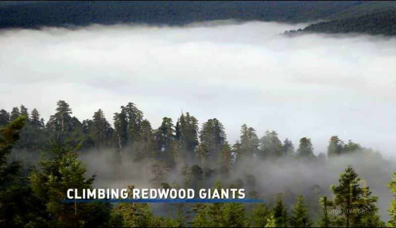 ¼ƬʵǺɼ Climbing Redwood GiantsĻ/Ļ