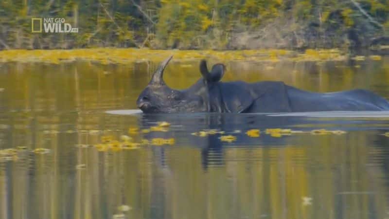 纪录片《追逐犀牛 Chasing Rhinos》[无字] [BT][DVD画质]资源下载