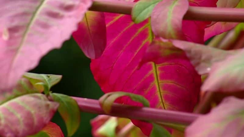 纪录片《植物学：蓬勃发展的历史 Botany: A Blooming History》[无字][BT][720P]资源下载