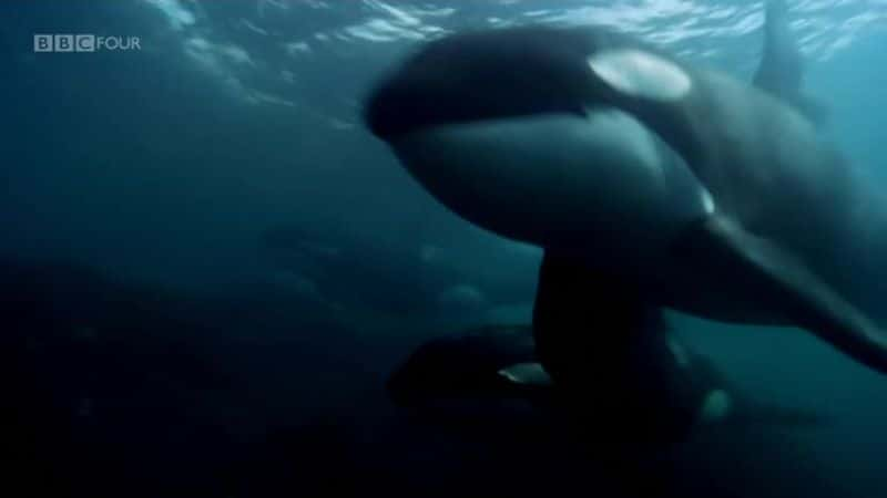 ¼Ƭ㣺ɱ Blackfish: The Whale that KilledĻ/Ļ