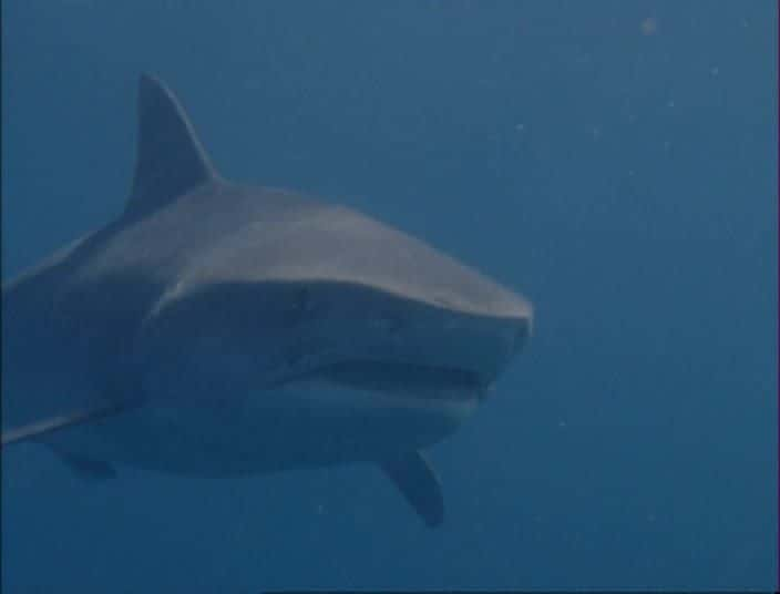 ¼Ƭţ -  Bull Shark - World's Deadliest SharkĻ/Ļ