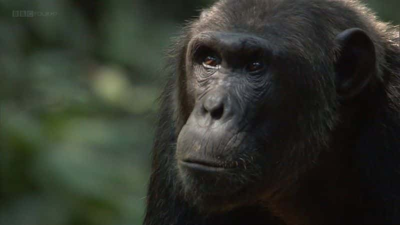 ¼ƬʧϿȵĺ (BBC) Chimps of the Lost Gorge (BBC)1080Pȫ1-Ļ/Ļ