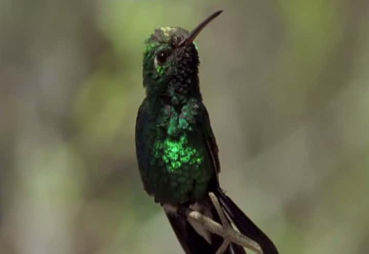 ¼ƬŰͣձȺĿҰ Cuba, Wild Island of the Caribbeanȫ1-Ļ/Ļ