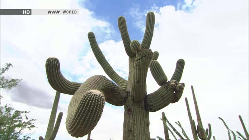 ¼ƬҰƣŵɳĮ Biggest and Wildest Cacti: The Sonoran DesertĻ/Ļ