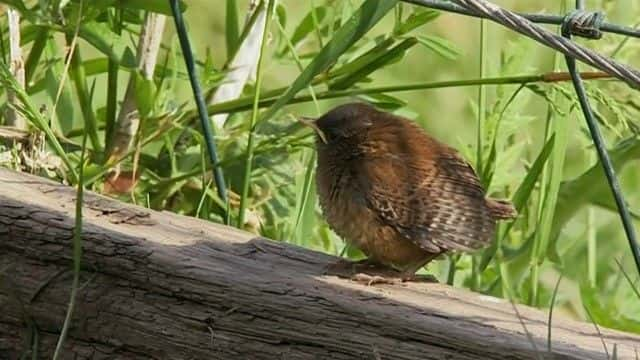 纪录片《比尔·奥迪的十大鸟类 Bill Oddie's Top Ten Birds》[无字][BT][720P]资源下载