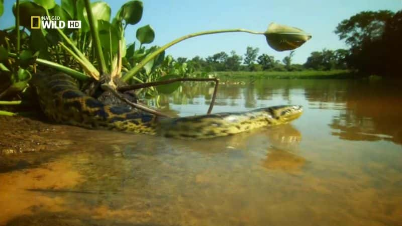 纪录片《野生目的地：哥伦比亚 Destination Wild: Colombia》[无字][BT][720P]资源下载