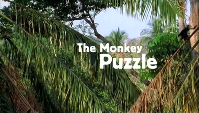 ¼Ƭβ֮ Capuchins, the Monkey PuzzleĻ/Ļ