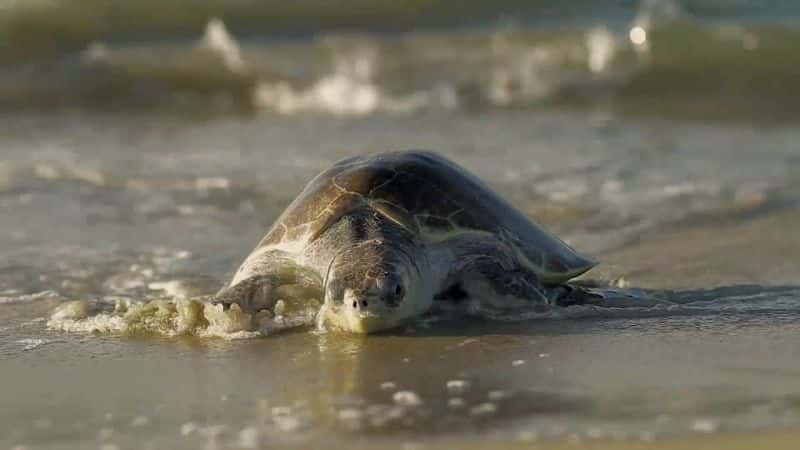 ¼Ƭ˹ӣʺµҰ Costa Rica: Wildlife under the Rainbow1080P-Ļ/Ļ