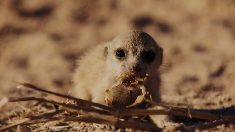 ¼Ƭ˹˺ķĶﰮ˹̹ Chris Packham's Animal Einsteins1080Pȫ6-Ļ/Ļ