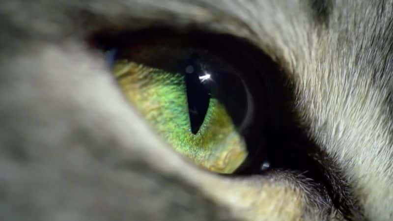 ¼Ƭè۲죨BBC Cat Watch (BBC)ȫ3-Ļ/Ļ