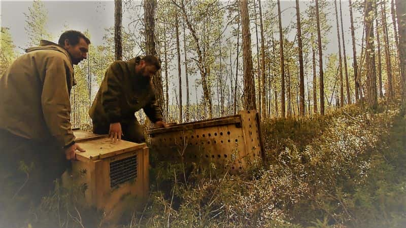 ¼Ƭܣ̩Ұ Brown Bears: Teddy Bears Picnic1080P-Ļ/Ļ