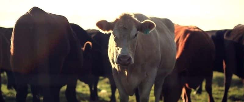 ¼Ƭţıɳչ Cowspiracy: The Sustainability Secretȫ1-Ļ/Ļ