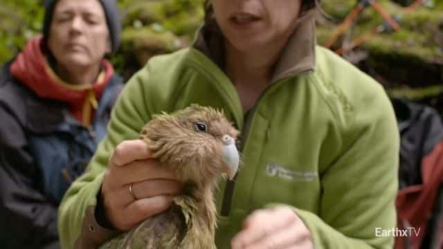 纪录片《黛德丽和鸮鹦鹉 Deidre and the Kakapo》[无字][BT][720P]资源下载