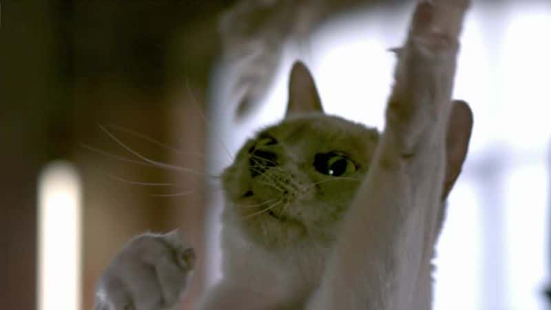 ¼Ƭè۲죨BBC Cat Watch (BBC)ȫ3-Ļ/Ļ