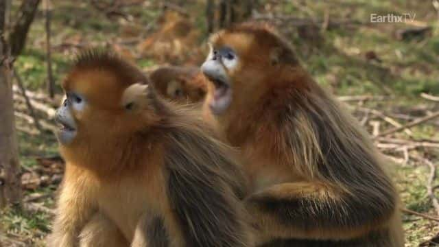 ¼Ƭйصĺ China's Hidden Monkeysȫ1-Ļ/Ļ