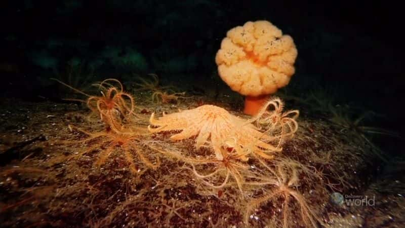 ¼Ƭ (DC) Deep Sea (DC)Ļ/Ļ