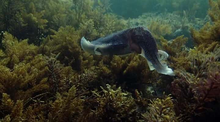 ¼Ƭī㣺һȺ Cuttlefish: The Brainy BunchĻ/Ļ